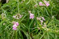 Desert willow Chilopsis linearis plants with fragrant pink flowers Royalty Free Stock Photo